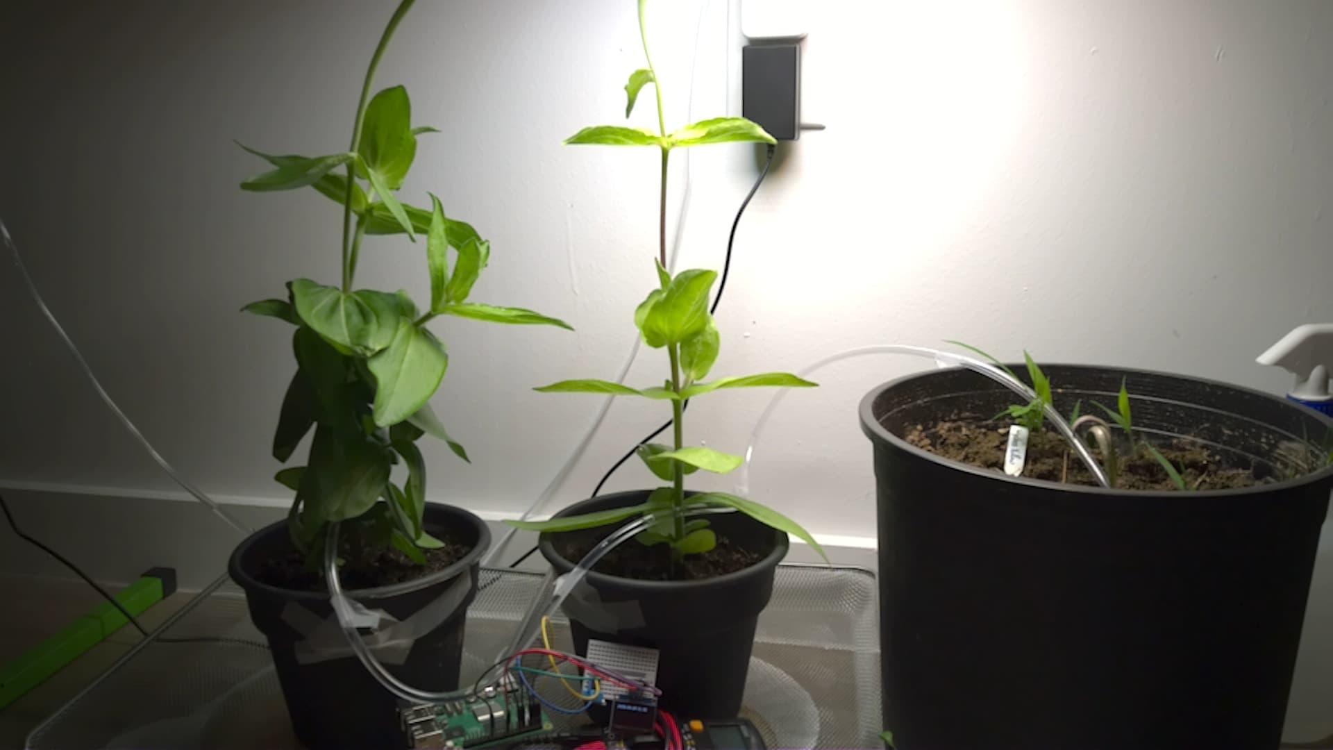 Capture from May 19 at 11:30 AM